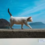 瀬戸内海のネコの島 佐柳島のネコ写真展「にゃんということでしょう！」に行ってきました！カメラマンさんだけじゃなくてネコさんも在廊してました！